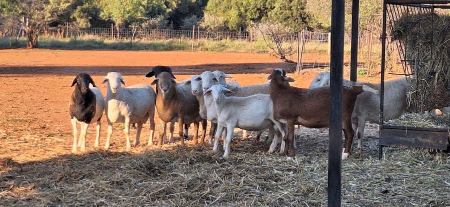 5 Bedroom Property for Sale in Koster North West